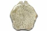 Fossil Whale Caudal Vertebra - Yorktown Formation #362066-3